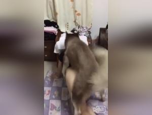 A bestiality sex scene with an amateur Asian