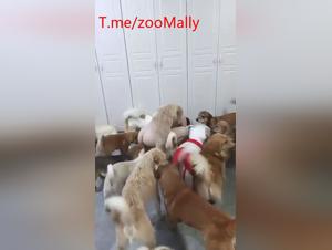 Delizia estrema: cani, cazzo e divertimento selvaggio