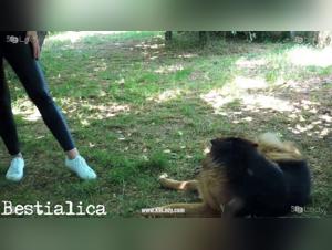 Hardcore bestiality videos featuring wild animals