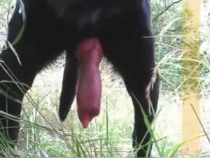 Extreme Dog Sex Video - Watch this Black female dog in Action