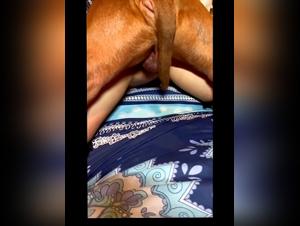 Animals in the intimate gardens, a true orgy