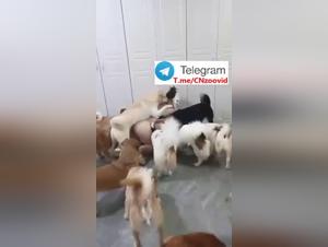 Dominazione felina e sadici: cani potenti controllano i desideri delle donne asiatiche