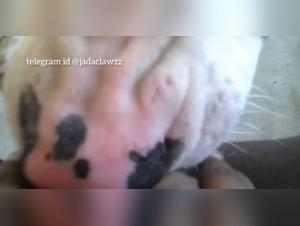 Découvrez le plaisir d'une rencontre intime avec un chien ébène