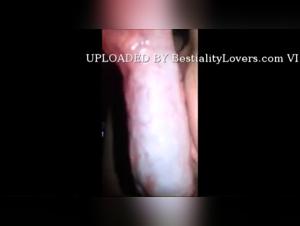 An Extreme Sexual Experience with a Dog