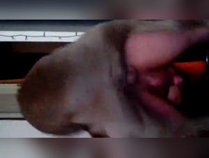 Culo stretto, pene potente: l'apice del piacere canino proibito