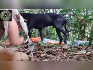 Discover the pleasures of bestiality with Alisson and her dog