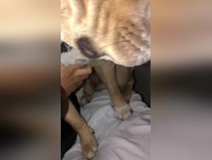 Watch this Dog Sex Video that will leave you speechless