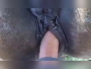 Vidéo de sexe avec cheval : une jument prête à être montée