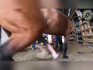 A story of sex with creampie and a sheep in the backside of the bitch