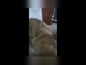 Video uber Zoophilie: Eine Frau und ihr Hund geben sich der Leidenschaft hin