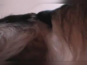 Hardcore animal fucking: Dog fucks a woman without mercy in this wild sex