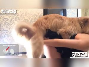 Shocking and exciting bestiality sex videos