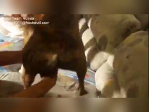 MAD-34: Dominazione degli animali e donne sottomesse nelle scene hardcore