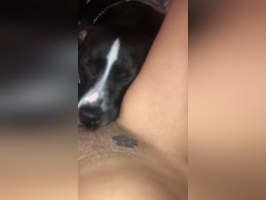 Intense moments of bestiality with mature women and dogs