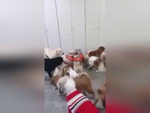 Video of Bestiality with a Dog