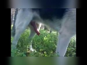 Discover the extreme pleasures of zoophilia with a dog