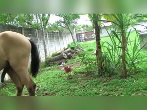 Watch the Asian woman service our doggy, a very excited dog fuck slave