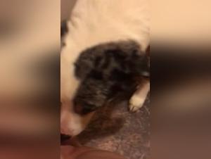 Licking, sucks and canine domination over a Grass milf
