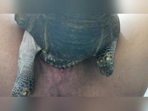 animal cultivation and prohibited sex