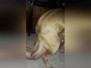 Sex video with a dog: a woman and her pet in a hard scene