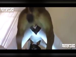Esplorazione dei desideri piu oscuri: cane e donna in un vortice di passioni selvagge