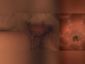 Explore your wildest fantasies with dog sex videos