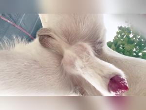 Unersattliche Leidenschaft: Wenn das Madchen sich dem Hund hingibt