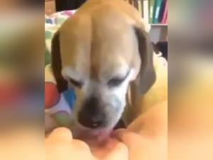 Dog Sex Video: Watch This Teenager In A Bestial Relationship