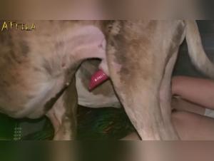 Zoophilia Video: A Woman Without Limits and her Adventure with a Dog