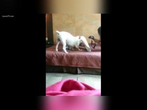 Ninfeta and Her Canine Hug - Extreme Sex Video