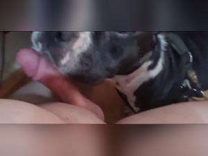 sucking dog dick