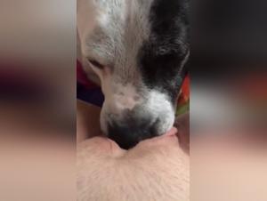 Bestiality sex video with a dog: an extreme experience