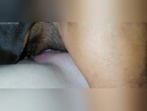 girl sucks dog zooskool