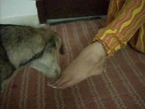 Indian women and their sex slaves