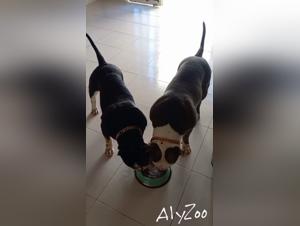 Découvrez le plaisir de la zoophilie avec des chiens dans des vidéos hard et excitantes