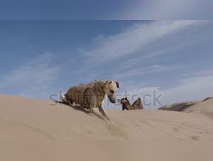 Moroccan Passion, Canine Legends
