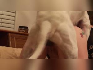 Seduttori a quattro zampe: un viaggio osceno nel mondo proibito del sesso animale