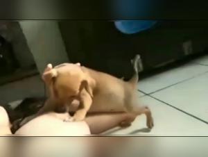 Hardcore zoophilia scene: a woman and a dog in a shocking video