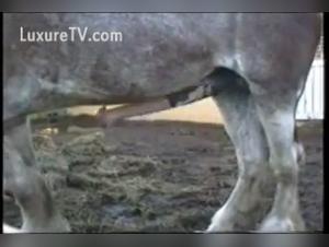Extreme sex scene with a horny horse