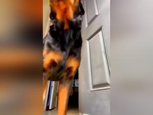 Amateur video: discover dog sex in all its splendor