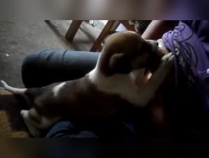 Bestiality Zoophilia: An Extreme Experience