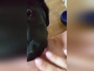 Amateur Dog Sex Video