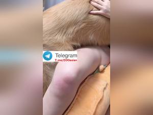 Hundedominanz: Milly gibt sich dem tierischen Verlangen hin