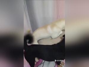 Explore the canine obsession, Hardcore Chinese scene