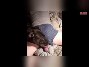 Blurring Lines: Human & Animal Craving