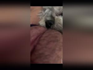 Dog Sex Video: Little White Dog Licking