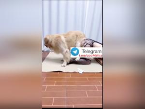 L'adolescente e il suo ardente desiderio per il cane, rivelati in questa intensa sessione.