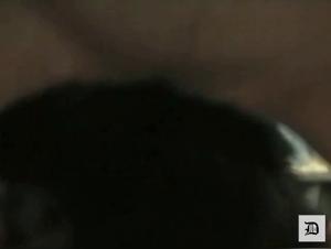 Watch This Young Woman Have Fun With Her Dog In This Extreme Zoophilia Video