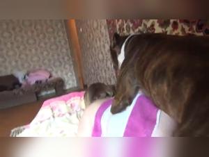 cazzo selvaggio, dannatamente devoto al suo cane