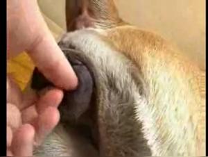 Bestiality zoophilia sex video: Man and female dog